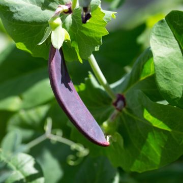 Guisantes verdes Shiraz