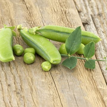 Guisantes verdes Sugar Snap Delikett