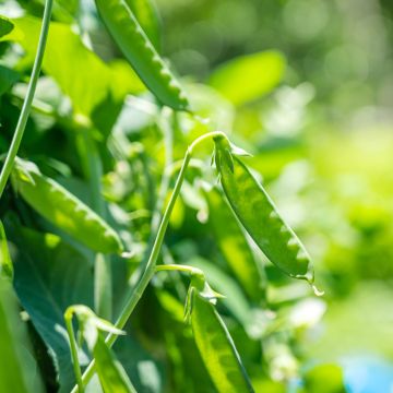 Guisantes verdes Vroege Hendriks