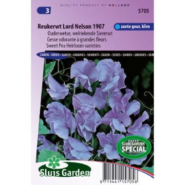 Guisante de olor Lord Nelson - Lathyrus odoratus