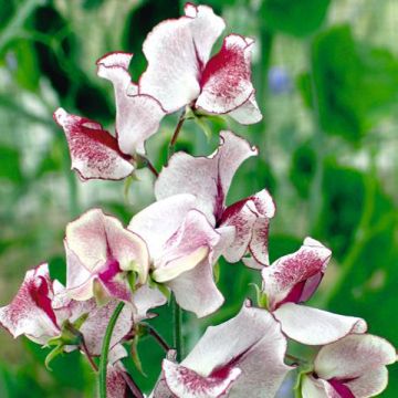 Guisante de olor Wiltshire Ripple - Lathyrus odoratus