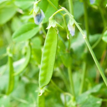 Guisantes verdes Normand - Vilmorin