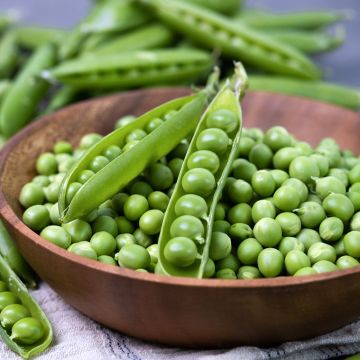 Guisantes verdes Sénateur