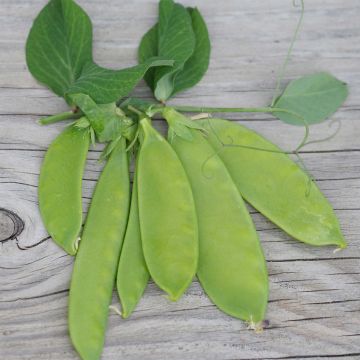 Guisantes verdes Bamby no tratada - Ferme de Sainte Marthe