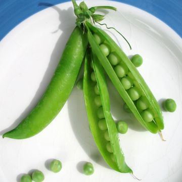 Guisantes verdes Ceresa