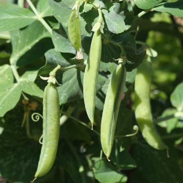 Guisantes verdes Douce Provence Bio - Ferme de Sainte Marthe