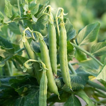 Guisantes verdes Kelmerveil