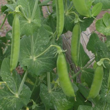 Guisantes verdes Markana