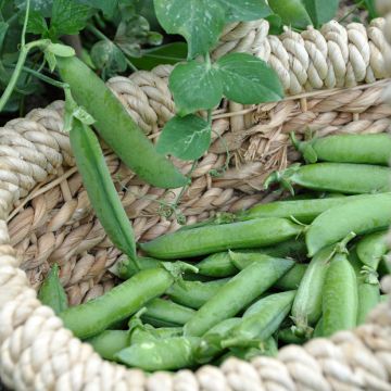 Guisantes verdes Merveille de Kelvedon