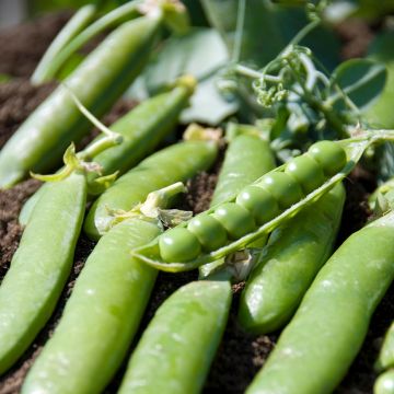 Guisantes verdes Plein le Panier