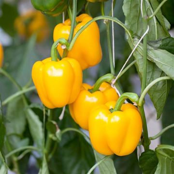 Pimiento Giallo Di Cuneo Bio