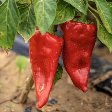 Pimentón Piquillo (semillas)