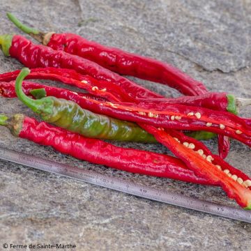 Pimiento Sigaretta di Bergamo