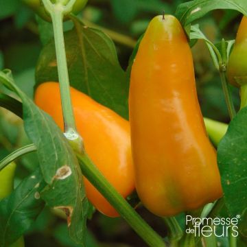 Pimiento Terrazzi F1