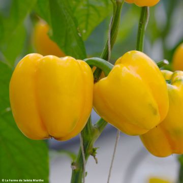 Pimiento Carre d’Asti Jaune