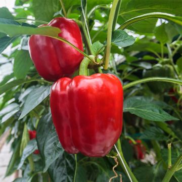 Pimiento Jericho F1 (planta interjada)