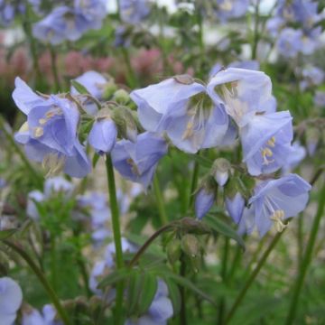 Polemonium Sonia's Bluebell