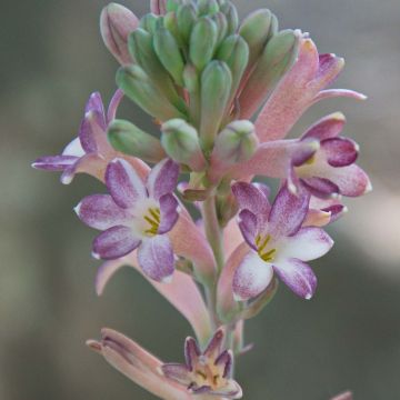 Polianthes tuberosa Sensation - Nardo