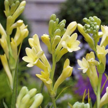 Polyanthes tuberosa Yellow Baby - Nardo