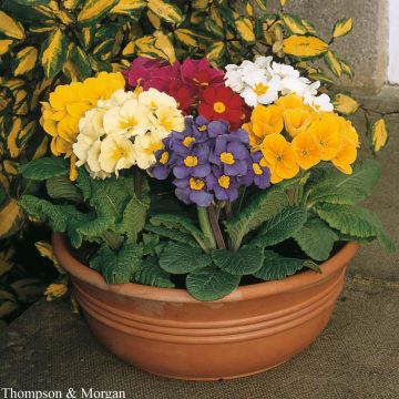 Primula vulgaris Large Flowered Mixed