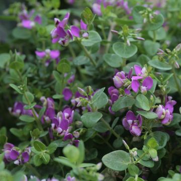 Polygala Bibi Pink