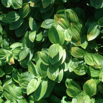 Polygonatum humile