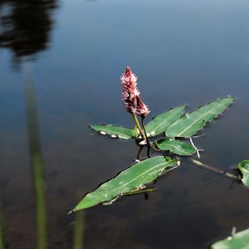 Persicaria amphibia