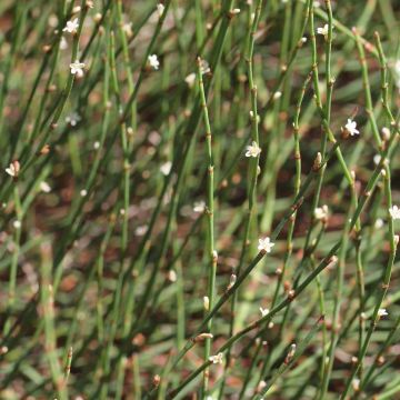 Polygonum scoparium