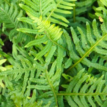 Polypodium cambricum Whitley Giant - Helecho