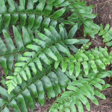 Polystichum acrostichoides - Helecho navideño