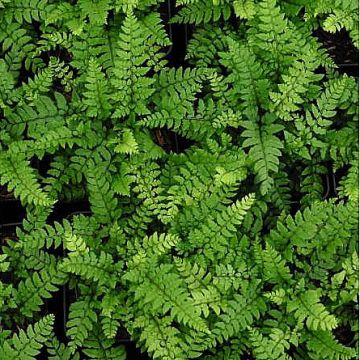 Polystichum makinoi - Helecho