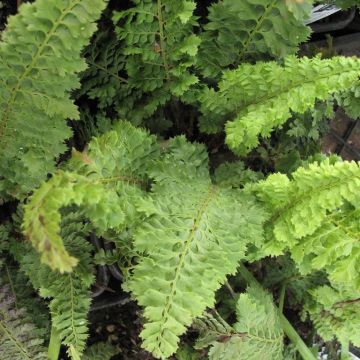 Polystichum setiferum Congestum - Helecho peludo