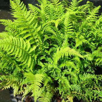 Polystichum setiferum Dahlem - Helecho peludo