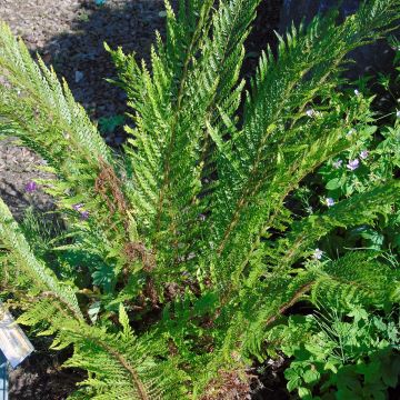 Polystichum setiferum Plumosum Bevis - Helecho peludo