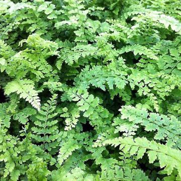 Polystichum setiferum Proliferum Wollastonii - Helecho peludo