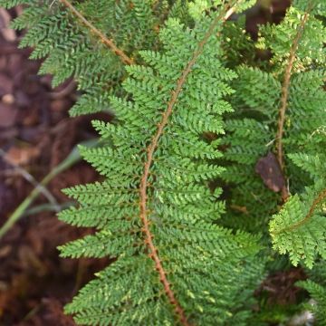 Polystichum setiferum Densum - Helecho peludo