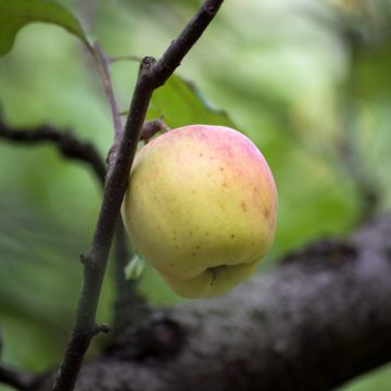 Manzano Bon père