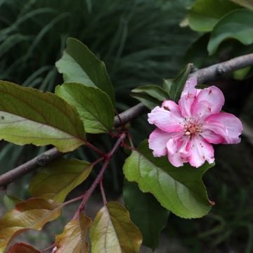 Manzano de flor purpureus Aldenhamensis