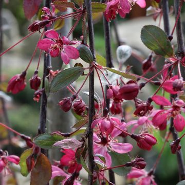 Manzano de flor Royal Beauty