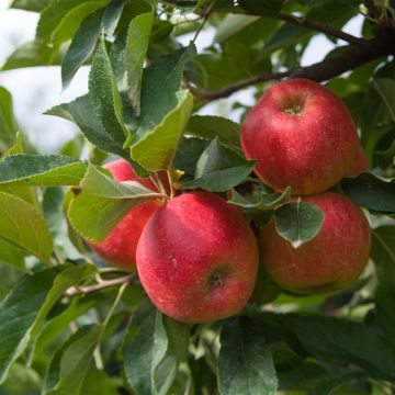 Manzano enano Fruit Me Apple Me Elstar