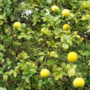 Naranjo trifoliado - Poncirus trifoliata