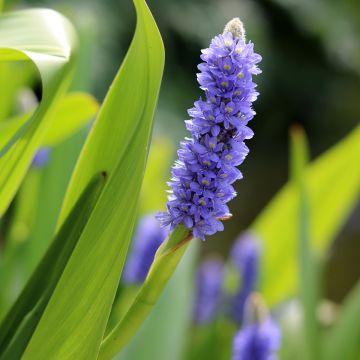 Pontederia lanceolata