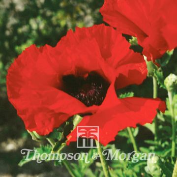 Amapola oriental Brilliant (semillas) - Papaver orientale