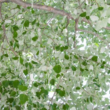 Populus alba - Álamo blanco