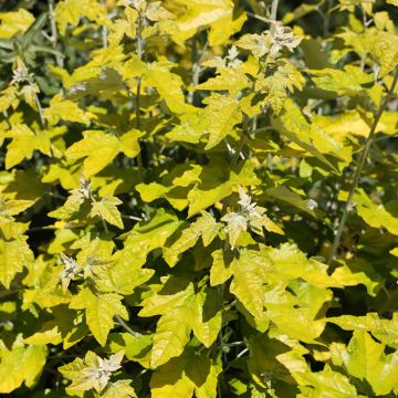 Populus alba Richardii - Peuplier blanc