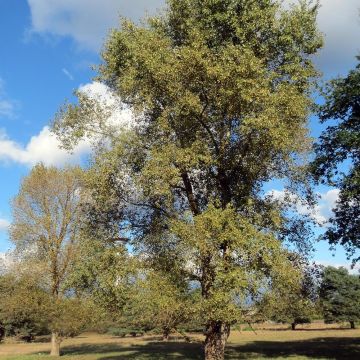 Populus euramericana Robusta - Álamo negro del Canadá