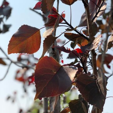 Populus deltoides Fuego - Álamo negro de Norteamérica