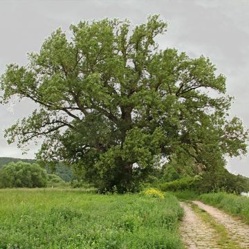 Populus nigra - Álamo negro