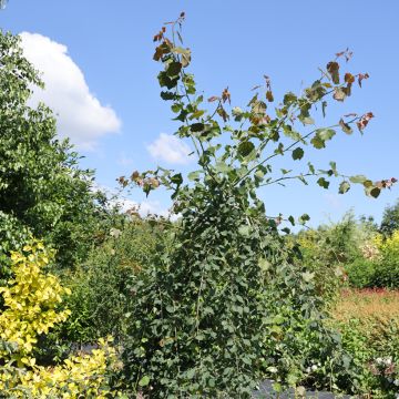 Populus tremula Pendula - Álamo temblón