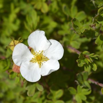 Potentilla fruticosa Bella Bianca